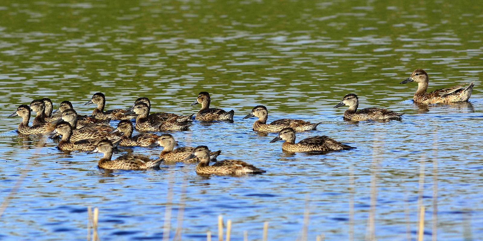 Bluewing Brood 72020